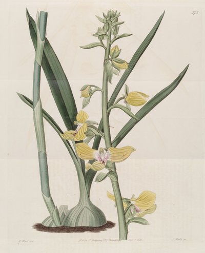 Illustration of Eulophia speciosa by M. Hart